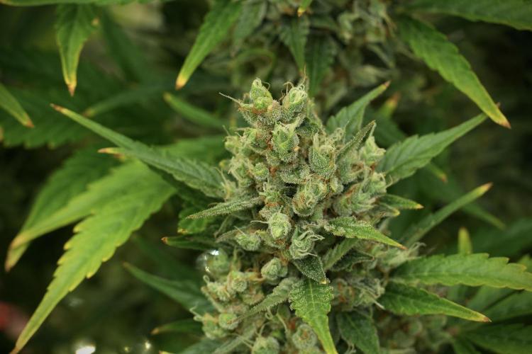 GMO Cookies Served with extra curiosity. Week 12 - GMO Cookies Auto No Veg 12-12 from seed
