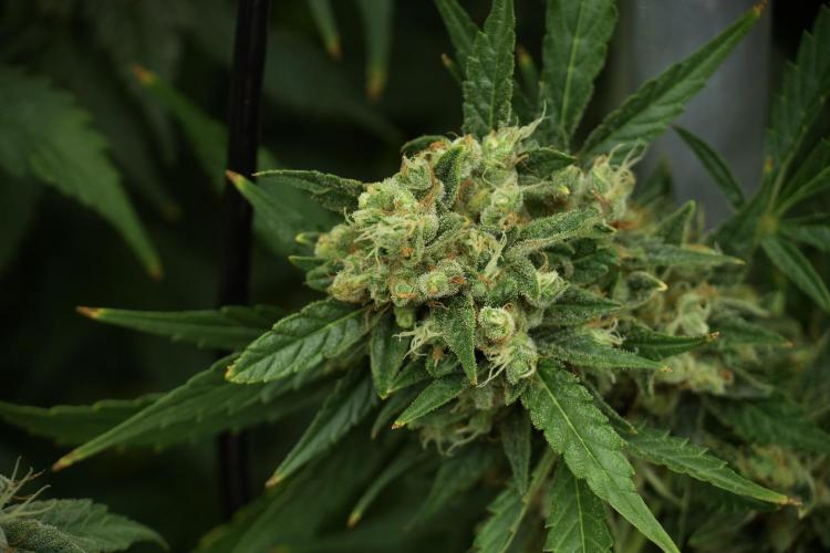 GMO Cookies Served with extra curiosity. Week 12 - GMO Cookies Auto No Veg 12-12 from seed
