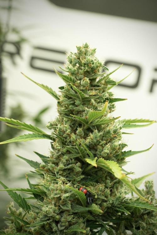 GMO Cookies Served with extra curiosity. Week 12 - GMO Cookies Auto No Veg 12-12 from seed
