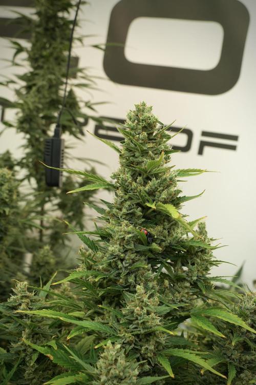 GMO Cookies Served with extra curiosity. Week 12 - GMO Cookies Auto No Veg 12-12 from seed