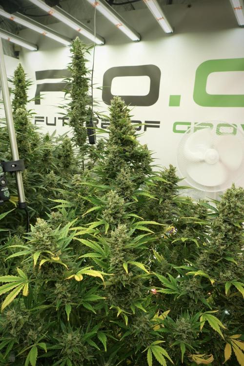GMO Cookies Served with extra curiosity. Week 12 - GMO Cookies Auto No Veg 12-12 from seed