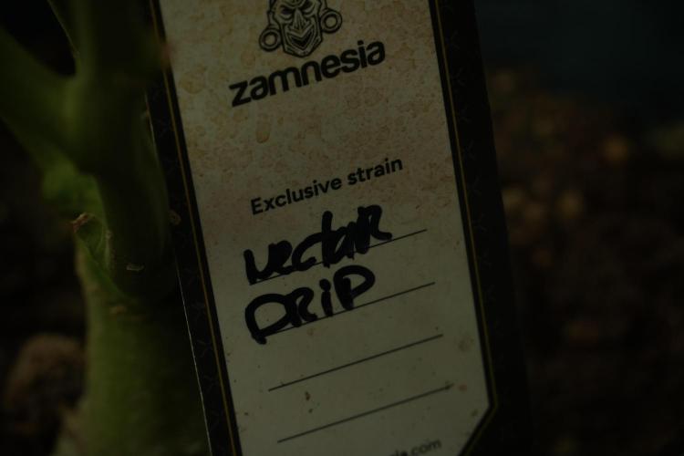 TicaL X Zamnesia-NectarDrip pack#268/750. Week 14 - Nectar Drop No Veg 12-12 from seed