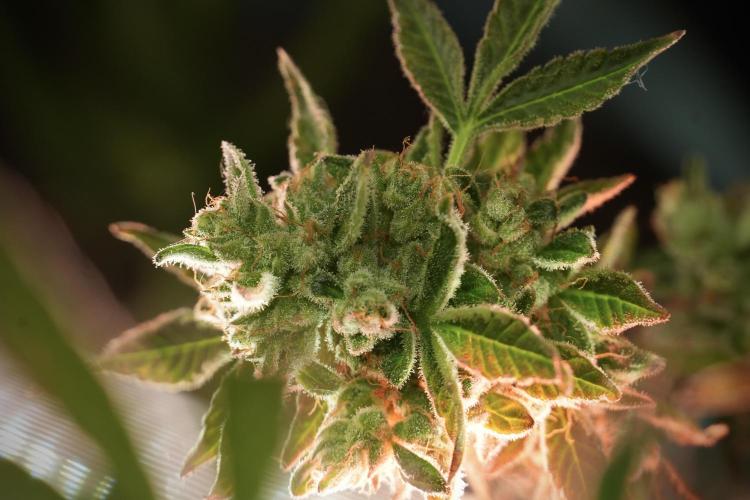 TicaL X Zamnesia-NectarDrip pack#268/750. Week 14 - Nectar Drop No Veg 12-12 from seed