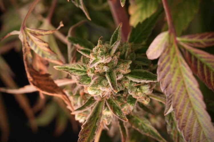 TicaL X Zamnesia-NectarDrip pack#268/750. Week 14 - Nectar Drop No Veg 12-12 from seed