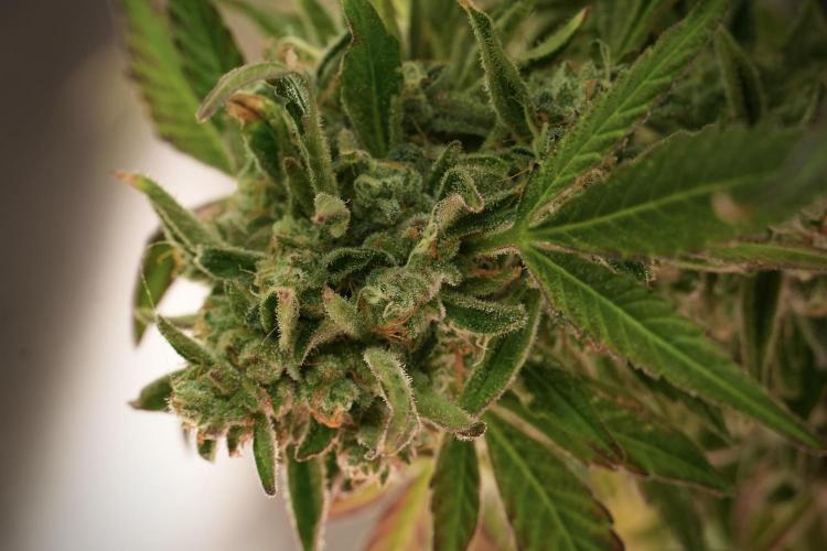 TicaL X Zamnesia-NectarDrip pack#268/750. Week 14 - Nectar Drop No Veg 12-12 from seed