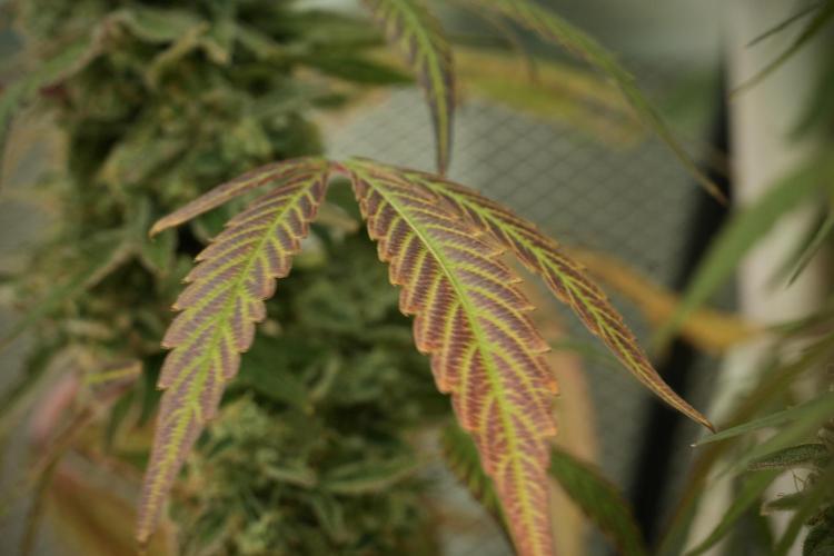 TicaL X Zamnesia-NectarDrip pack#268/750. Week 14 - Nectar Drop No Veg 12-12 from seed