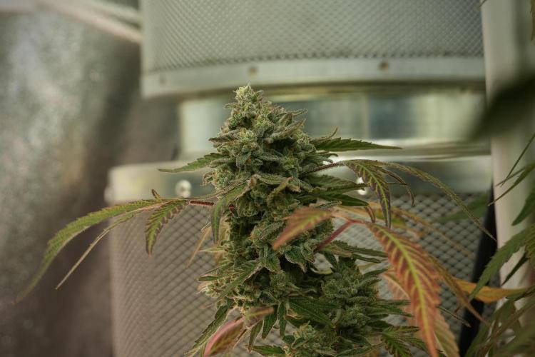 TicaL X Zamnesia-NectarDrip pack#268/750. Week 14 - Nectar Drop No Veg 12-12 from seed