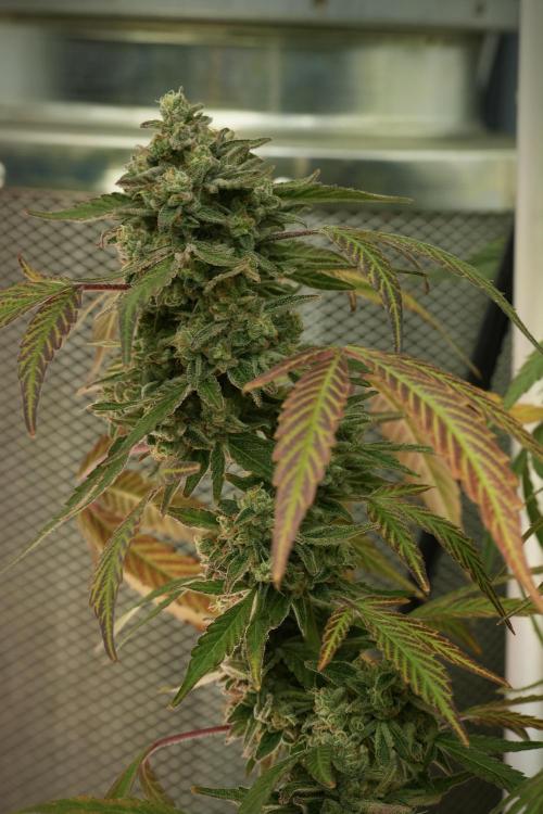 TicaL X Zamnesia-NectarDrip pack#268/750. Week 14 - Nectar Drop No Veg 12-12 from seed