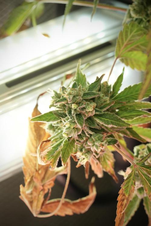 TicaL X Zamnesia-NectarDrip pack#268/750. Week 14 - Nectar Drop No Veg 12-12 from seed