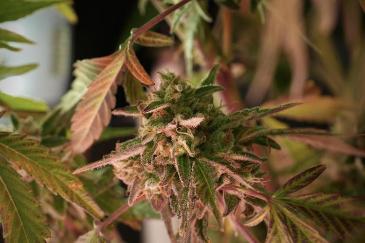 TicaL X Zamnesia-NectarDrip pack#268/750. Week 14 - Nectar Drop No Veg 12-12 from seed