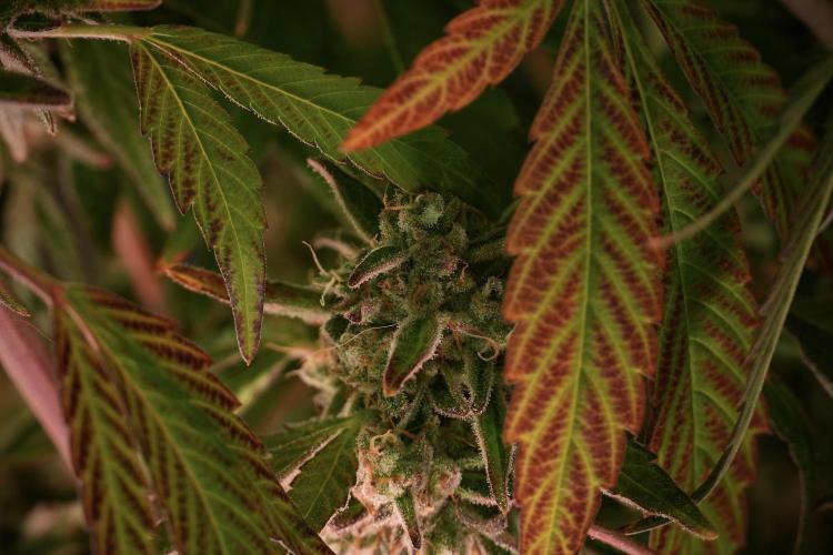 TicaL X Zamnesia-NectarDrip pack#268/750. Week 14 - Nectar Drop No Veg 12-12 from seed