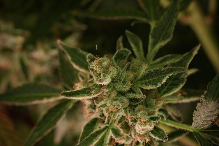 TicaL X Zamnesia-NectarDrip pack#268/750. Week 14 - Nectar Drop No Veg 12-12 from seed