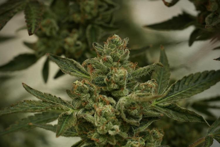 TicaL X Zamnesia-NectarDrip pack#268/750. Week 14 - Nectar Drop No Veg 12-12 from seed