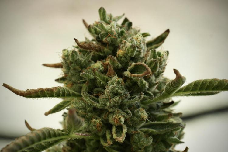 TicaL X Zamnesia-NectarDrip pack#268/750. Week 14 - Nectar Drop No Veg 12-12 from seed