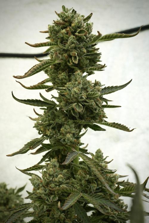 TicaL X Zamnesia-NectarDrip pack#268/750. Week 14 - Nectar Drop No Veg 12-12 from seed