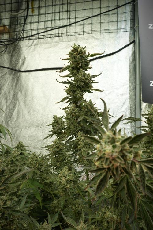 TicaL X Zamnesia-NectarDrip pack#268/750. Week 14 - Nectar Drop No Veg 12-12 from seed