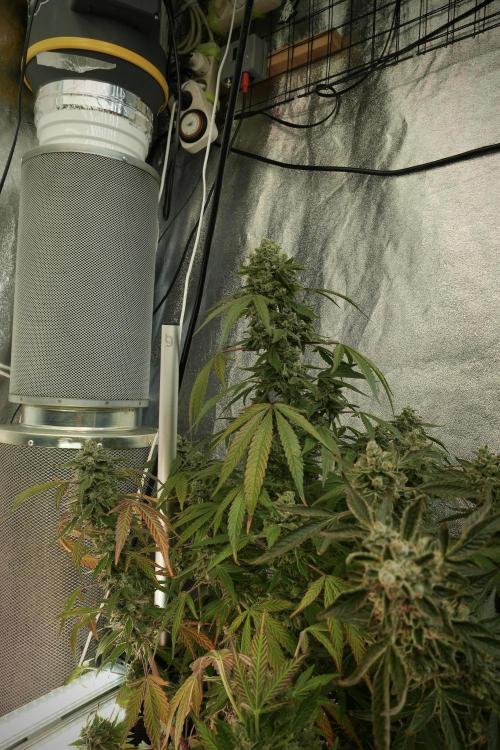 TicaL X Zamnesia-NectarDrip pack#268/750. Week 14 - Nectar Drop No Veg 12-12 from seed
