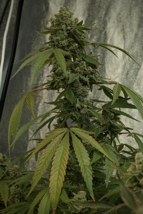 TicaL X Zamnesia-NectarDrip pack#268/750. Week 14 - Nectar Drop No Veg 12-12 from seed