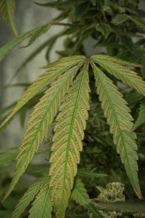 TicaL X Zamnesia-NectarDrip pack#268/750. Week 14 - Nectar Drop No Veg 12-12 from seed