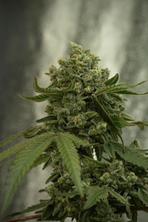TicaL X Zamnesia-NectarDrip pack#268/750. Week 14 - Nectar Drop No Veg 12-12 from seed