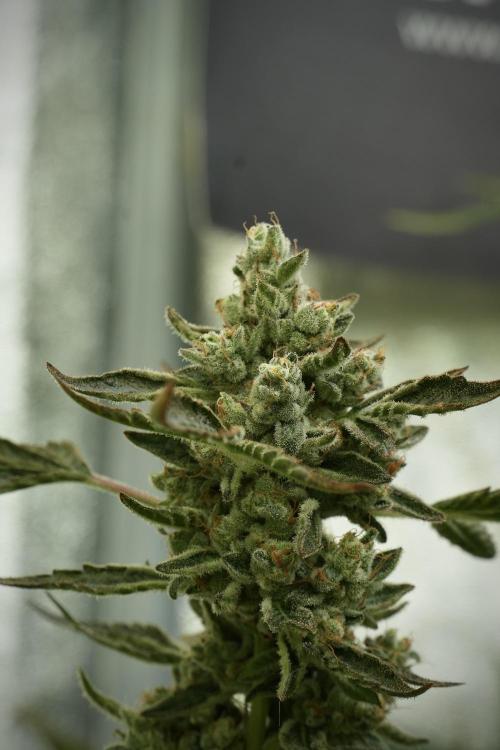 TicaL X Zamnesia-NectarDrip pack#268/750. Week 14 - Nectar Drop No Veg 12-12 from seed