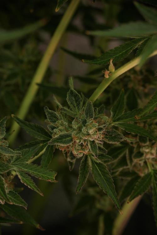 TicaL X Zamnesia-NectarDrip pack#268/750. Week 14 - Nectar Drop No Veg 12-12 from seed