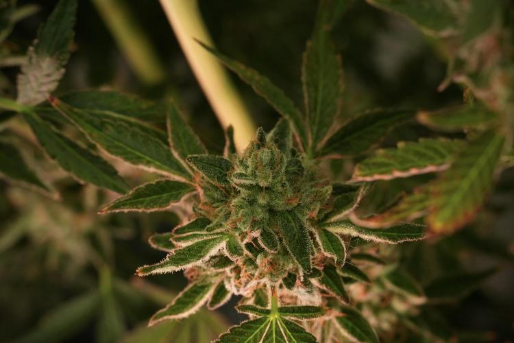 TicaL X Zamnesia-NectarDrip pack#268/750. Week 14 - Nectar Drop No Veg 12-12 from seed