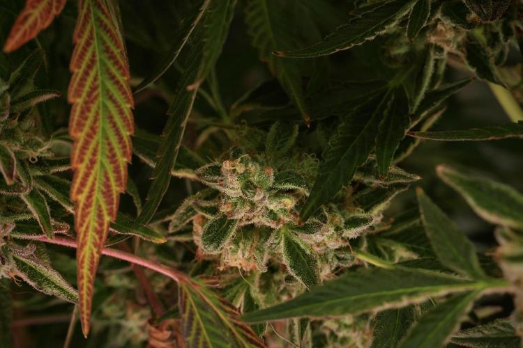 TicaL X Zamnesia-NectarDrip pack#268/750. Week 14 - Nectar Drop No Veg 12-12 from seed