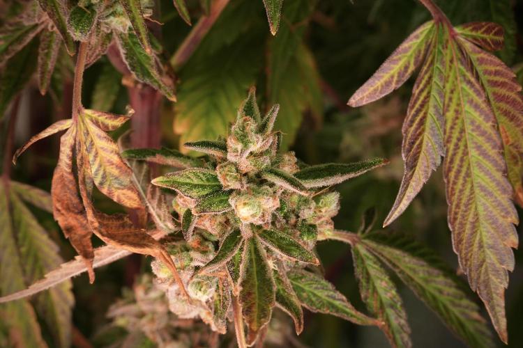 TicaL X Zamnesia-NectarDrip pack#268/750. Week 14 - Nectar Drop No Veg 12-12 from seed