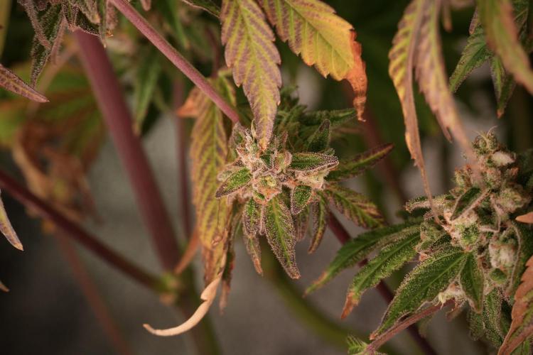 TicaL X Zamnesia-NectarDrip pack#268/750. Week 14 - Nectar Drop No Veg 12-12 from seed