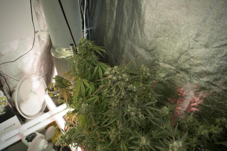 TicaL X Zamnesia-NectarDrip pack#268/750. Week 14 - Nectar Drop No Veg 12-12 from seed