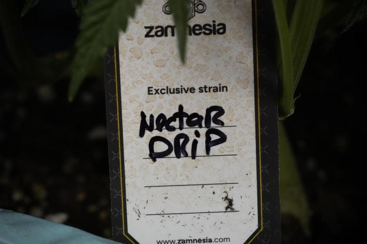 TicaL X Zamnesia-NectarDrip pack#268/750. Week 14 - Nectar Drop No Veg 12-12 from seed