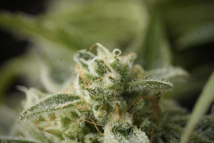 TicaL X Zamnesia-NectarDrip pack#268/750. Week 14 - Nectar Drop No Veg 12-12 from seed