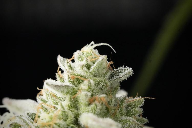 TicaL X Zamnesia-NectarDrip pack#268/750. Week 14 - Nectar Drop No Veg 12-12 from seed