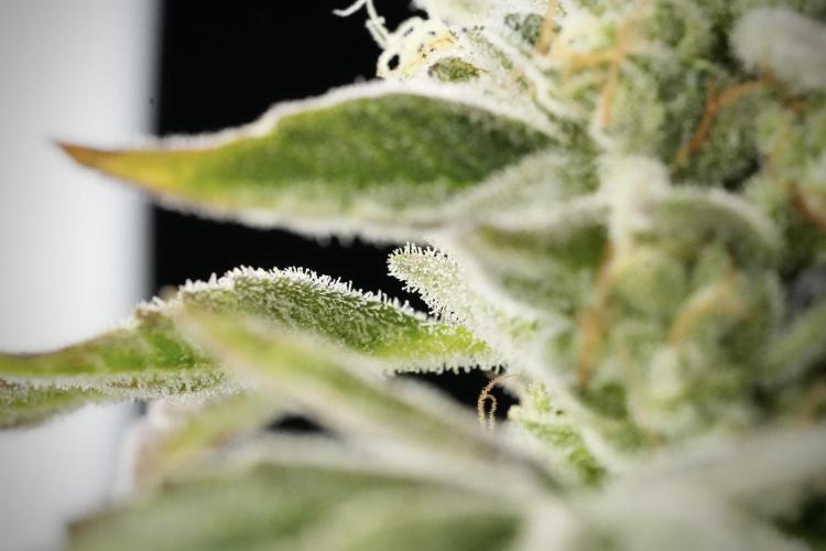 TicaL X Zamnesia-NectarDrip pack#268/750. Week 14 - Nectar Drop No Veg 12-12 from seed