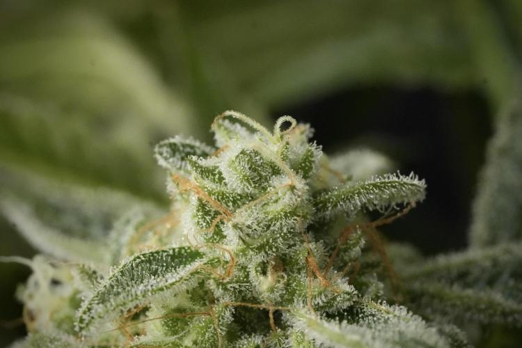 TicaL X Zamnesia-NectarDrip pack#268/750. Week 14 - Nectar Drop No Veg 12-12 from seed