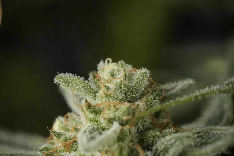 TicaL X Zamnesia-NectarDrip pack#268/750. Week 14 - Nectar Drop No Veg 12-12 from seed