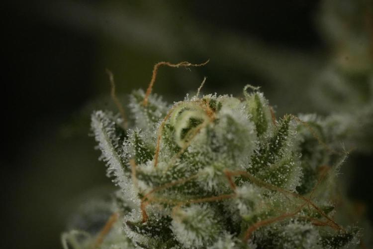 TicaL X Zamnesia-NectarDrip pack#268/750. Week 14 - Nectar Drop No Veg 12-12 from seed