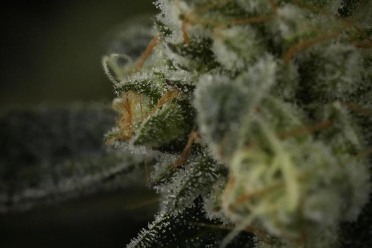 TicaL X Zamnesia-NectarDrip pack#268/750. Week 14 - Nectar Drop No Veg 12-12 from seed