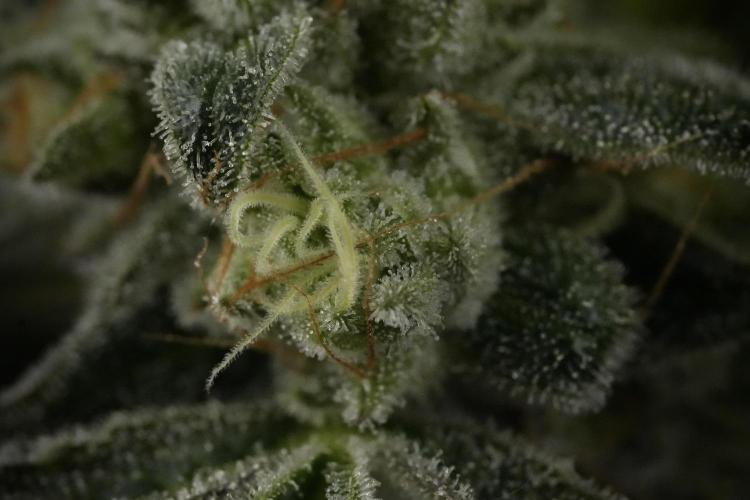 TicaL X Zamnesia-NectarDrip pack#268/750. Week 14 - Nectar Drop No Veg 12-12 from seed