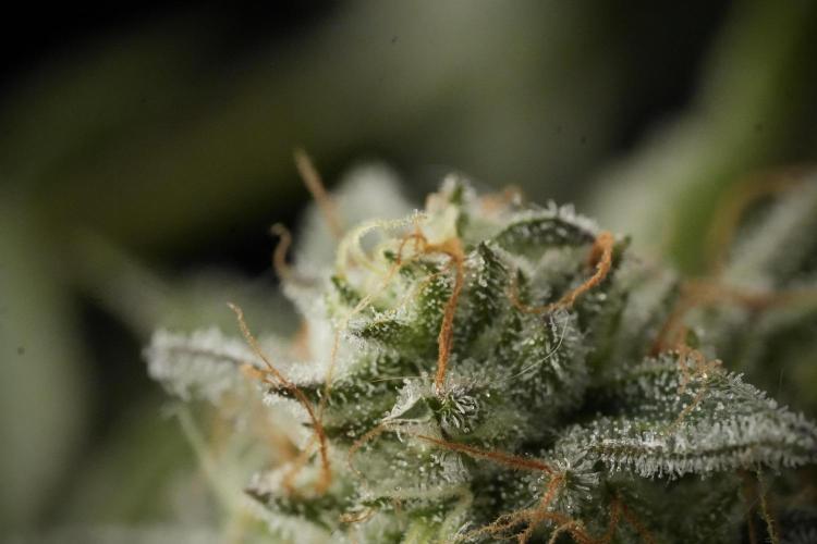 TicaL X Zamnesia-NectarDrip pack#268/750. Week 14 - Nectar Drop No Veg 12-12 from seed