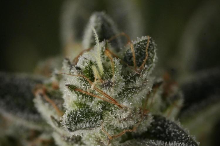 TicaL X Zamnesia-NectarDrip pack#268/750. Week 14 - Nectar Drop No Veg 12-12 from seed
