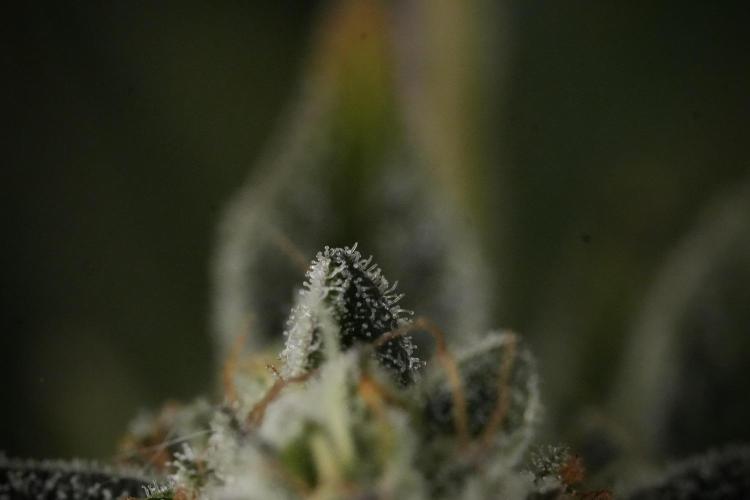 TicaL X Zamnesia-NectarDrip pack#268/750. Week 14 - Nectar Drop No Veg 12-12 from seed