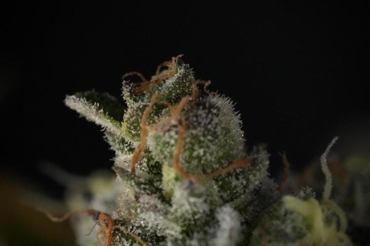 TicaL X Zamnesia-NectarDrip pack#268/750. Week 14 - Nectar Drop No Veg 12-12 from seed
