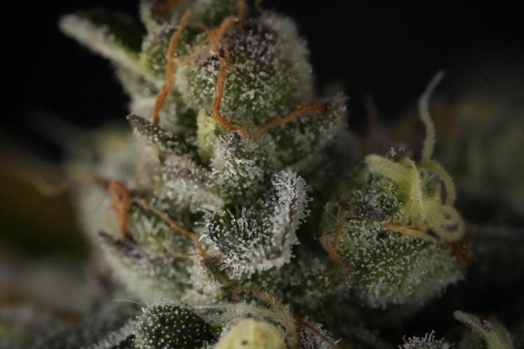 TicaL X Zamnesia-NectarDrip pack#268/750. Week 14 - Nectar Drop No Veg 12-12 from seed