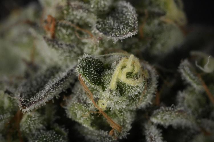 TicaL X Zamnesia-NectarDrip pack#268/750. Week 14 - Nectar Drop No Veg 12-12 from seed