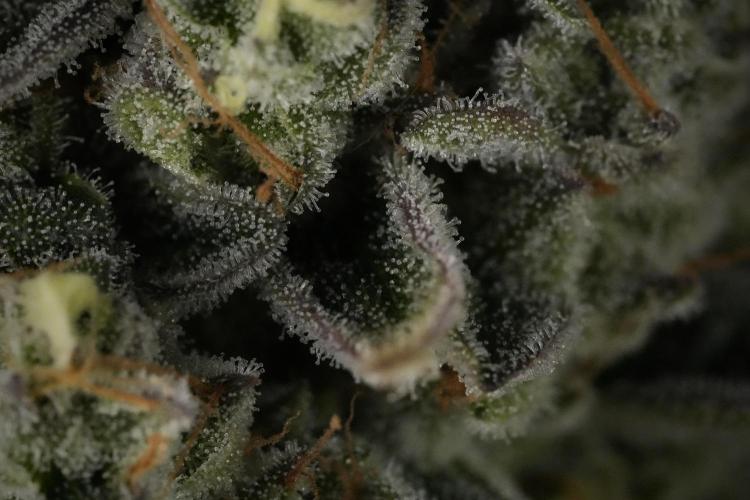 TicaL X Zamnesia-NectarDrip pack#268/750. Week 14 - Nectar Drop No Veg 12-12 from seed