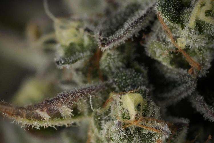 TicaL X Zamnesia-NectarDrip pack#268/750. Week 14 - Nectar Drop No Veg 12-12 from seed