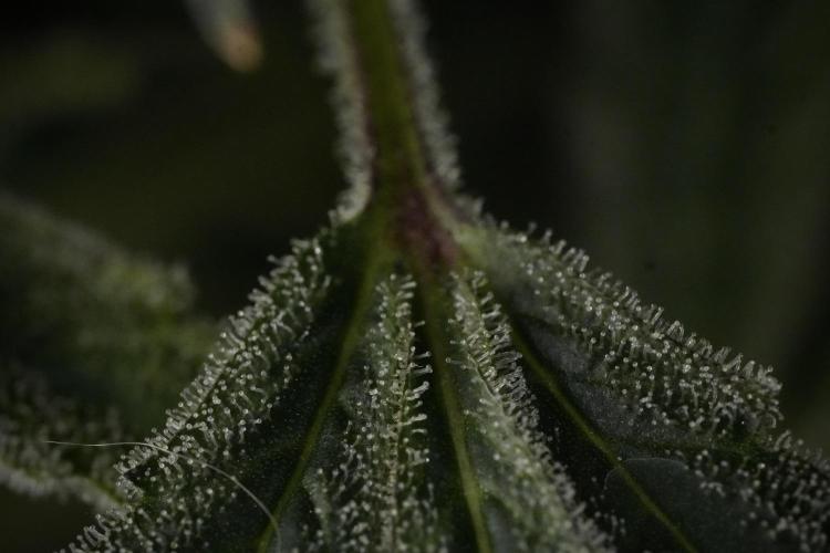 TicaL X Zamnesia-NectarDrip pack#268/750. Week 14 - Nectar Drop No Veg 12-12 from seed