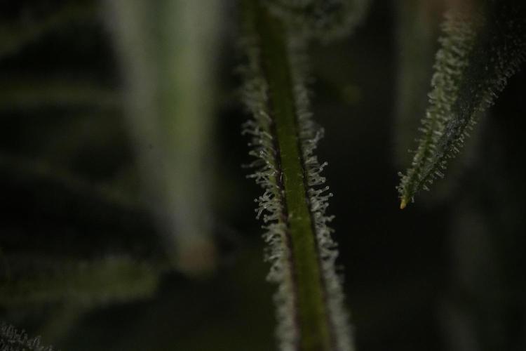 TicaL X Zamnesia-NectarDrip pack#268/750. Week 14 - Nectar Drop No Veg 12-12 from seed